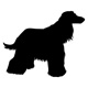 afghanhound