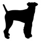 airedaleterrier