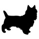 cairnterrier