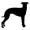 whippet