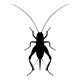 insects101