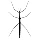 insects140