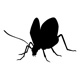 insects38