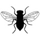insects63
