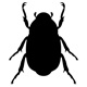 insects77