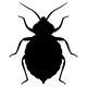 insects79
