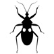 insects88