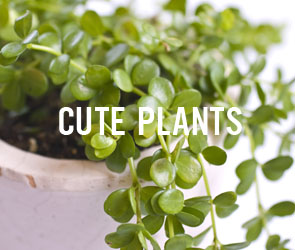 cuteplants