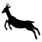 animal105
