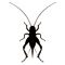 bugs78