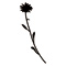 plant92