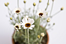 cuteplantsphoto
